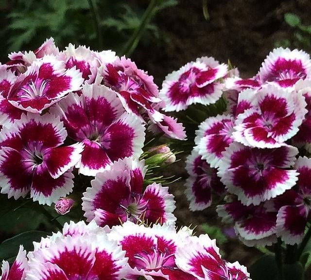 冬季种植石竹花是当时,不仅耐寒易养护还能点缀花园