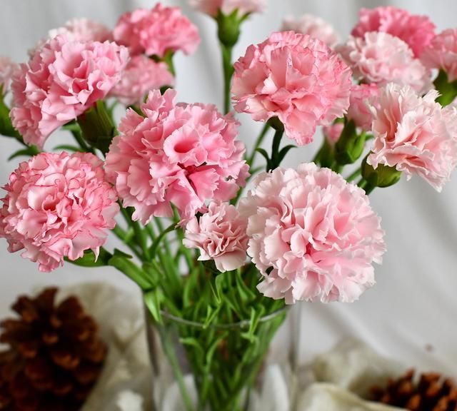 冬季种植石竹花是当时,不仅耐寒易养护还能点缀花园