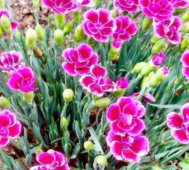 冬季种植石竹花是当时,不仅耐寒易养护还能点缀花园