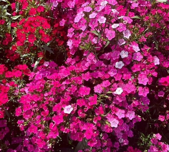 冬季种植石竹花是当时,不仅耐寒易养护还能点缀花园