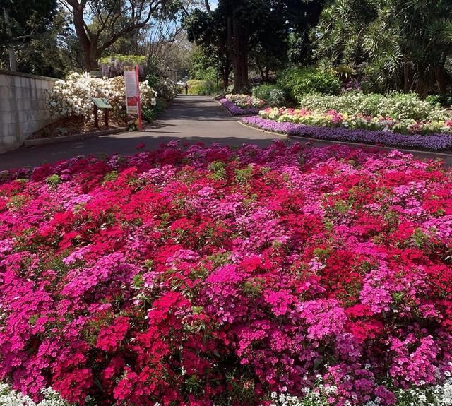 冬季种植石竹花是当时,不仅耐寒易养护还能点缀花园
