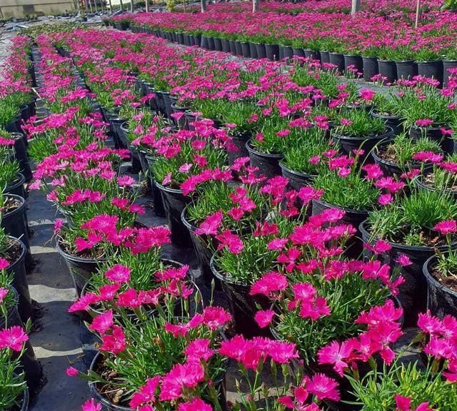 冬季种植石竹花是当时,不仅耐寒易养护还能点缀花园