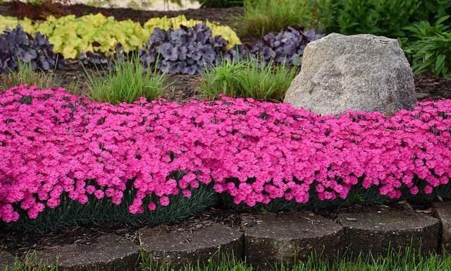 冬季种植石竹花是当时,不仅耐寒易养护还能点缀花园