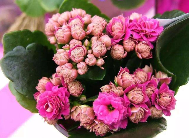 阳台放几盆长寿花，养护到位呼呼爆盆，冬天也能赏花