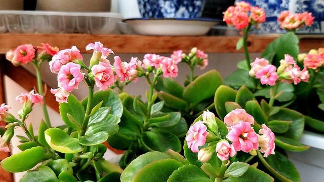 阳台放几盆长寿花，养护到位呼呼爆盆，冬天也能赏花