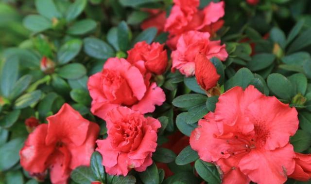 冬天养护杜鹃花，做好这几点，不掉花苞，轻松开爆盆