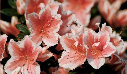 冬天养护杜鹃花，做好这几点，不掉花苞，轻松开爆盆