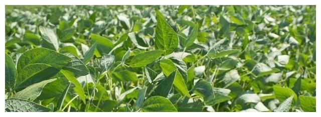 大豆进入结荚期，多项措施要到位，提高产量心里才踏实