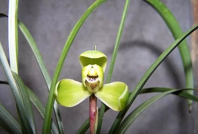 兰花养护:兰蕙开花,如何才能使得花品正格,并且花守好?