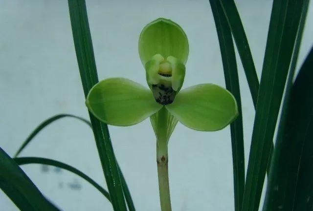 兰花养护:兰蕙开花,如何才能使得花品正格,并且花守好?