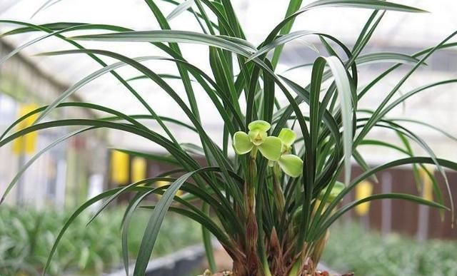 兰花养护:兰蕙开花,如何才能使得花品正格,并且花守好?