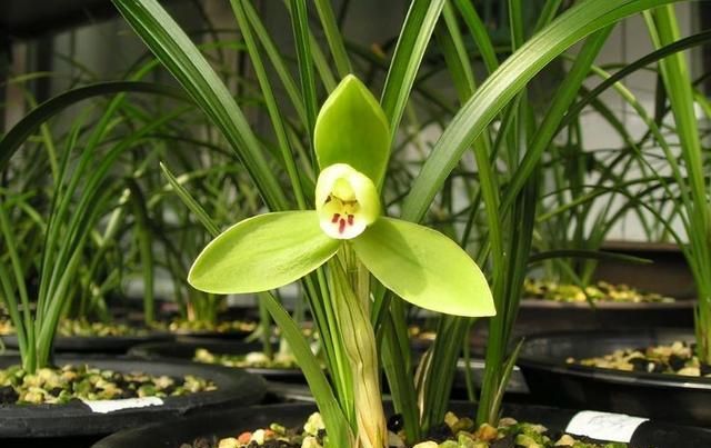 兰花养护:兰蕙开花,如何才能使得花品正格,并且花守好?
