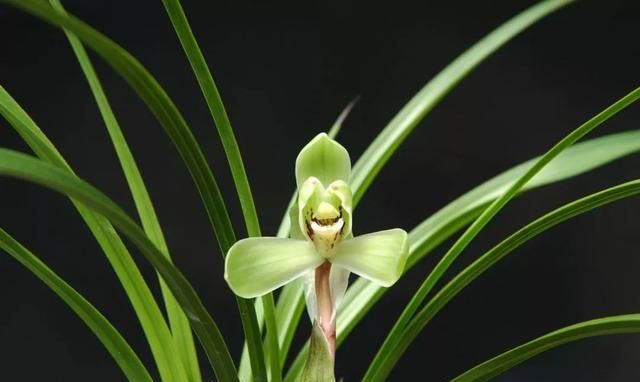 兰花养护:兰蕙开花,如何才能使得花品正格,并且花守好?