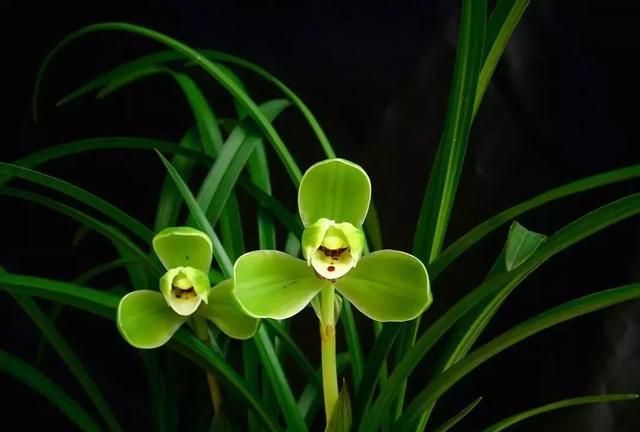 兰花养护:兰蕙开花,如何才能使得花品正格,并且花守好?