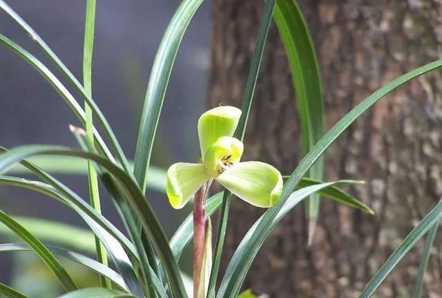 兰花养护:兰蕙开花,如何才能使得花品正格,并且花守好?