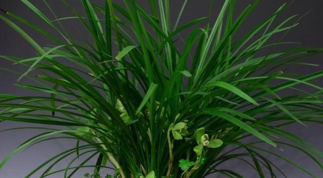 兰花养护:兰蕙开花,如何才能使得花品正格,并且花守好?