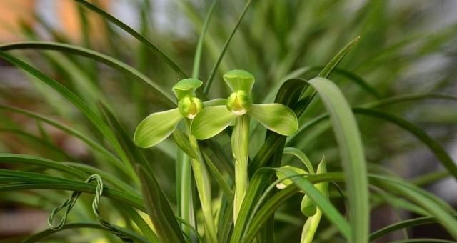 兰花养护:兰蕙开花,如何才能使得花品正格,并且花守好?