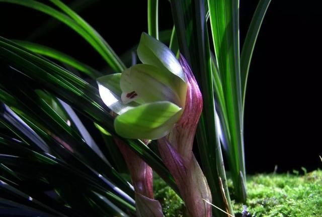 兰花养护:兰蕙开花,如何才能使得花品正格,并且花守好?