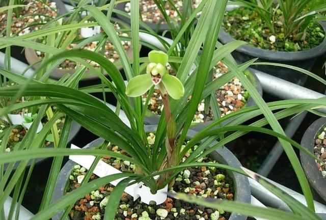 兰花养护:兰蕙开花,如何才能使得花品正格,并且花守好?