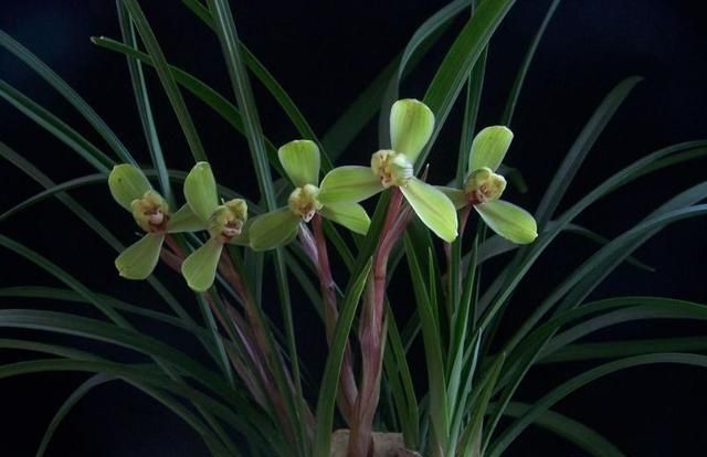 兰花养护:兰蕙开花,如何才能使得花品正格,并且花守好?