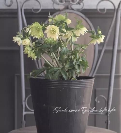 东北冻不死、花开三个月之久的圣诞玫瑰铁筷子超详细养护攻略！