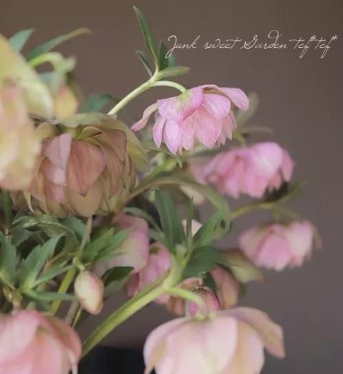 东北冻不死、花开三个月之久的圣诞玫瑰铁筷子超详细养护攻略！