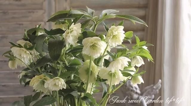 东北冻不死、花开三个月之久的圣诞玫瑰铁筷子超详细养护攻略！