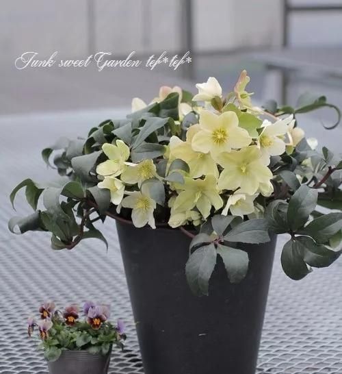 东北冻不死、花开三个月之久的圣诞玫瑰铁筷子超详细养护攻略！