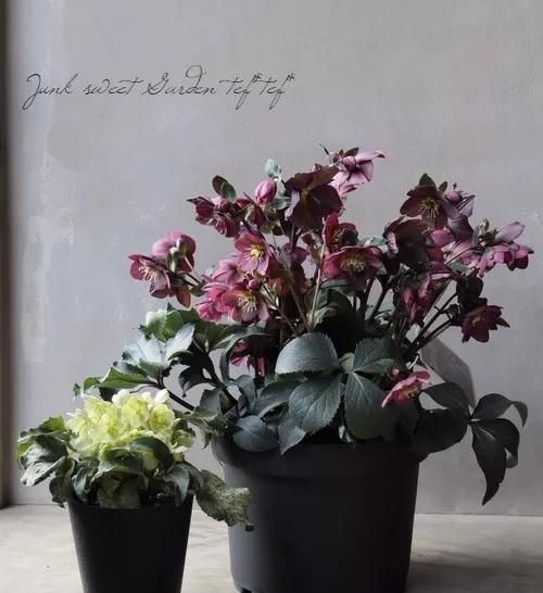 东北冻不死、花开三个月之久的圣诞玫瑰铁筷子超详细养护攻略！