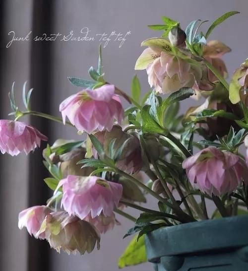 东北冻不死、花开三个月之久的圣诞玫瑰铁筷子超详细养护攻略！