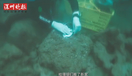 海洋垃圾变形记！你的Prada包包可能是用废弃渔具做成的……
