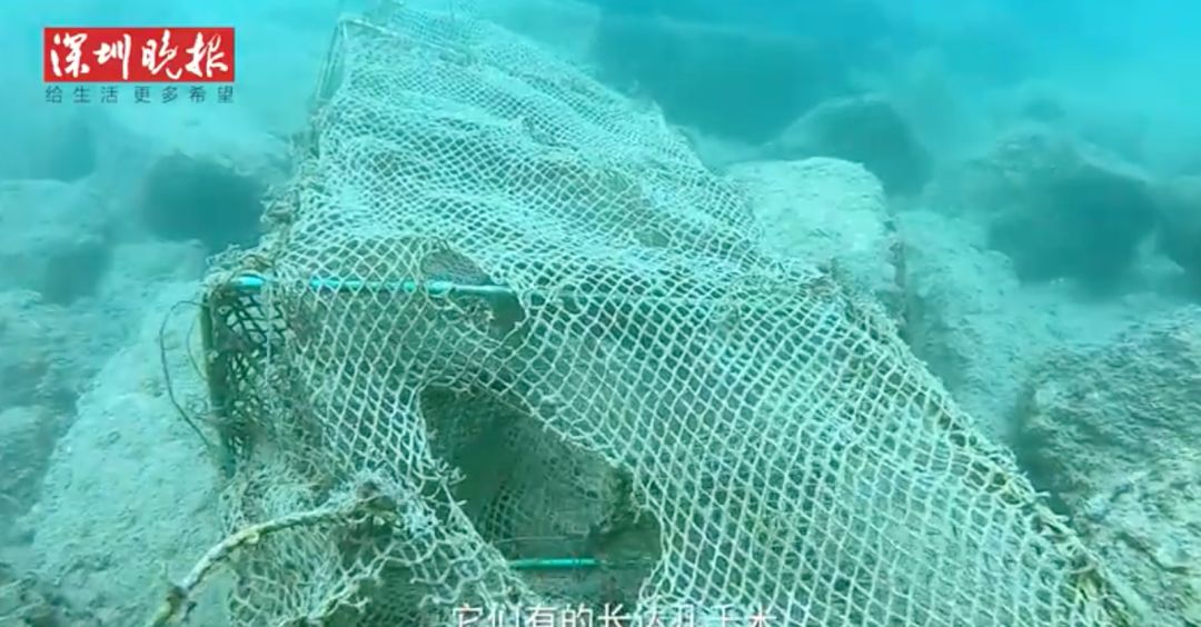 海洋垃圾变形记！你的Prada包包可能是用废弃渔具做成的……