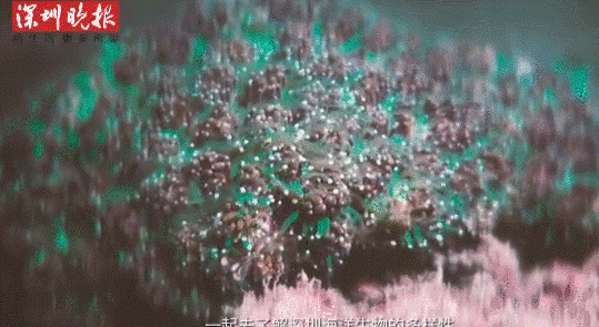 海洋垃圾变形记！你的Prada包包可能是用废弃渔具做成的……