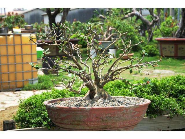 近几年火起来的沙漠玫瑰,具体养护方法这样做,不用几年就能开花