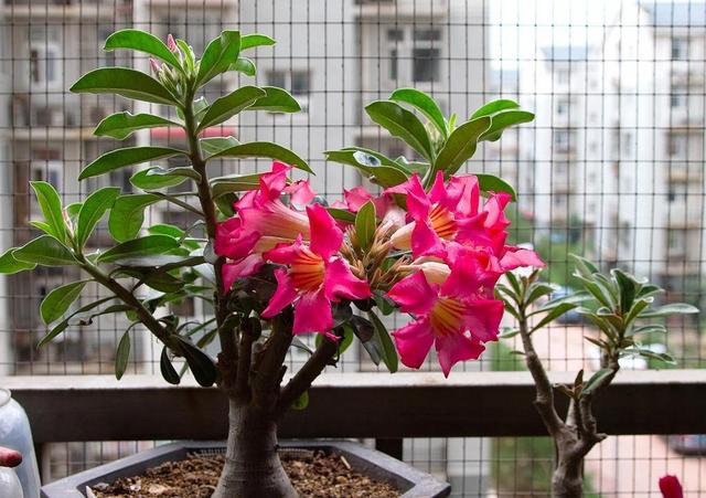 近几年火起来的沙漠玫瑰,具体养护方法这样做,不用几年就能开花