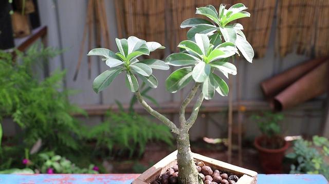 近几年火起来的沙漠玫瑰,具体养护方法这样做,不用几年就能开花