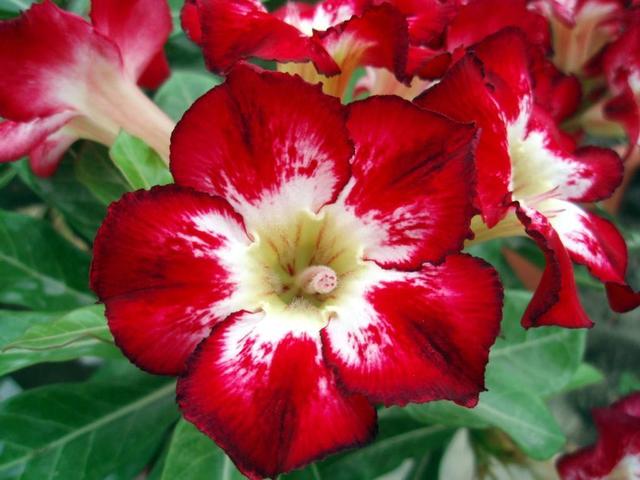 近几年火起来的沙漠玫瑰,具体养护方法这样做,不用几年就能开花