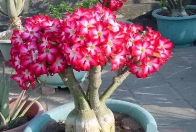 近几年火起来的沙漠玫瑰,具体养护方法这样做,不用几年就能开花