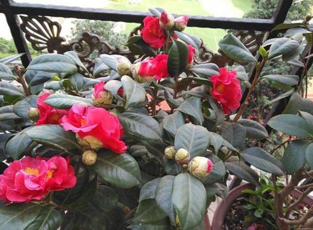 茶花盆栽不开花怎么办?从4方面入手养护,加点它呼呼窜花