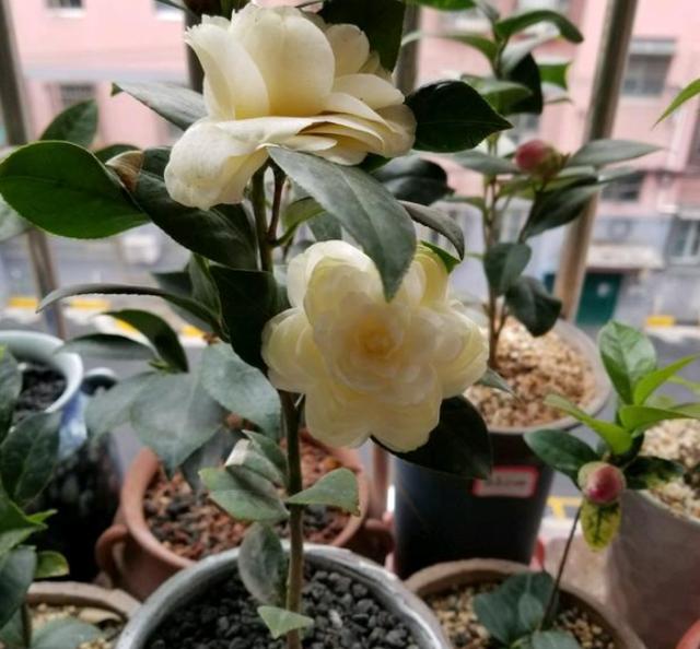 茶花盆栽不开花怎么办?从4方面入手养护,加点它呼呼窜花