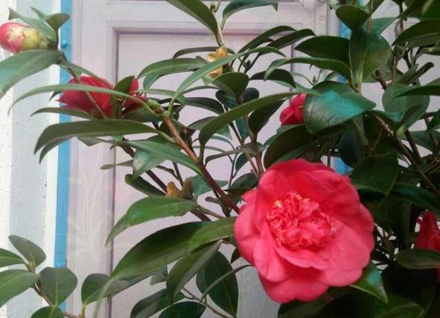 茶花盆栽不开花怎么办?从4方面入手养护,加点它呼呼窜花