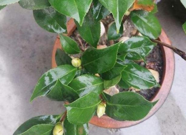 茶花盆栽不开花怎么办?从4方面入手养护,加点它呼呼窜花