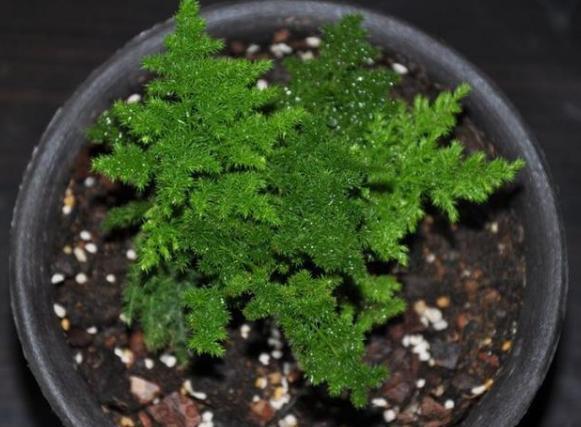 文竹中的高端货“云竹”，养护注意几点，叶片更浓密，株型更美