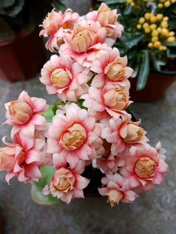 养护位置没摆对,难怪你的花养一盆死一盆