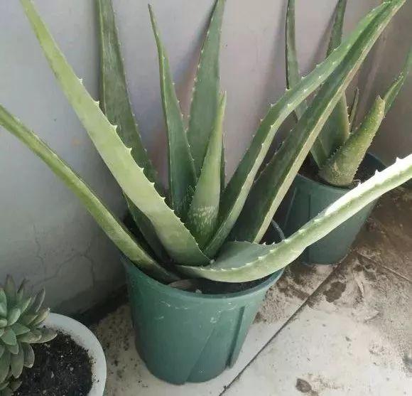 养护位置没摆对,难怪你的花养一盆死一盆