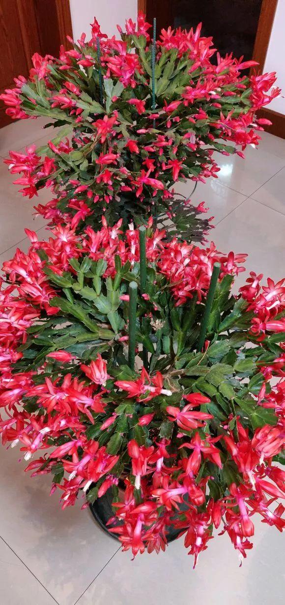 养护位置没摆对,难怪你的花养一盆死一盆