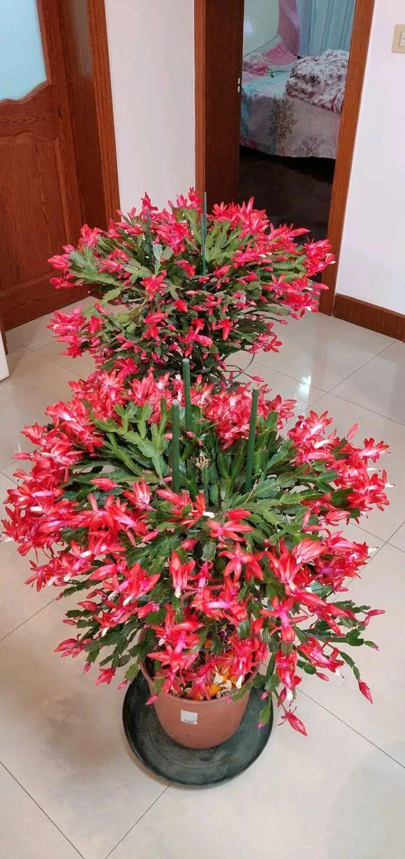 养护位置没摆对,难怪你的花养一盆死一盆