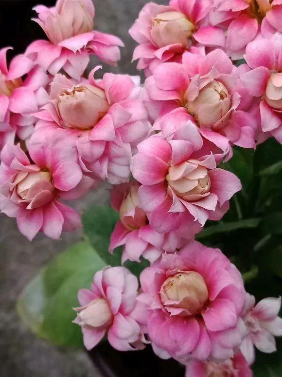 养护位置没摆对,难怪你的花养一盆死一盆