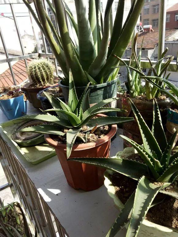 养护位置没摆对,难怪你的花养一盆死一盆