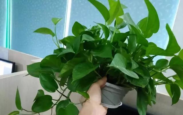 养护位置没摆对,难怪你的花养一盆死一盆